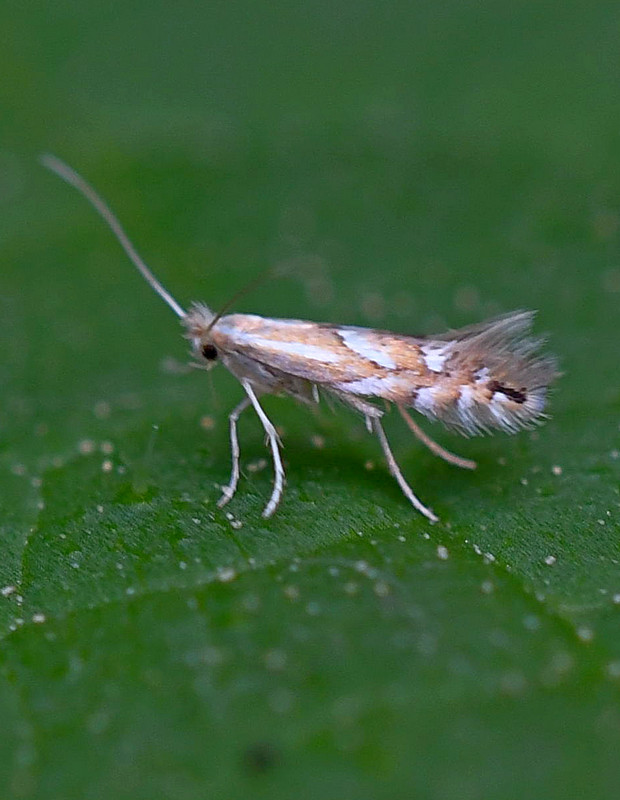 ploskáčik bukový Phyllonorycter maestingella Müller, 1764