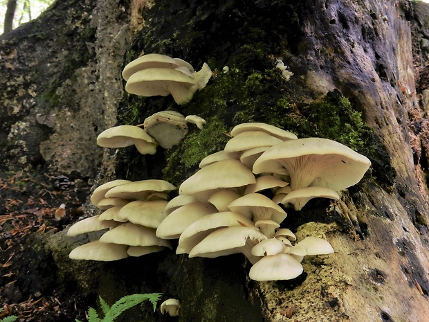 hliva buková Pleurotus pulmonarius (Fr.) Quél.