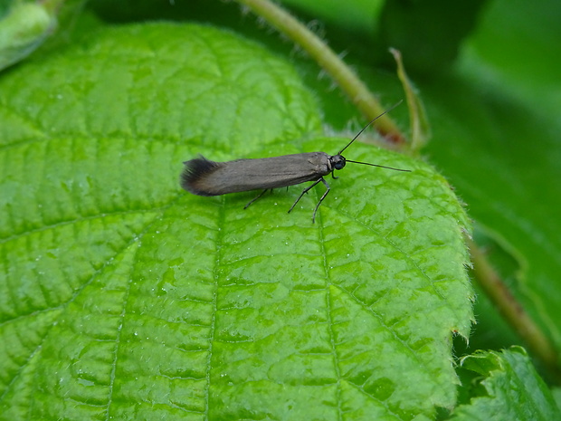 tmavomôľka Scythris Sp.