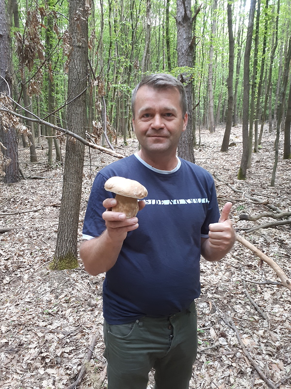 hríb dubový Boletus reticulatus Schaeff.