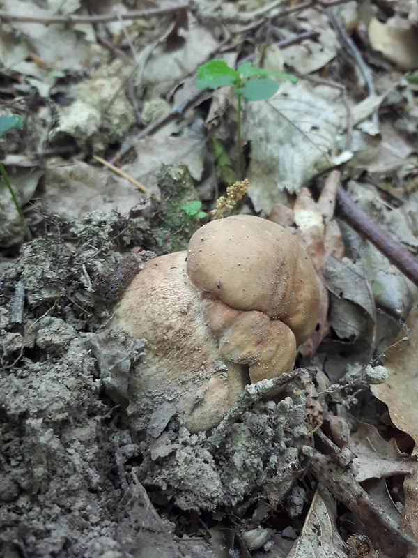 hríb dubový Boletus reticulatus Schaeff.