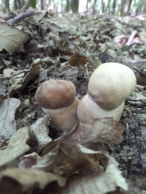 hríb dubový Boletus reticulatus Schaeff.