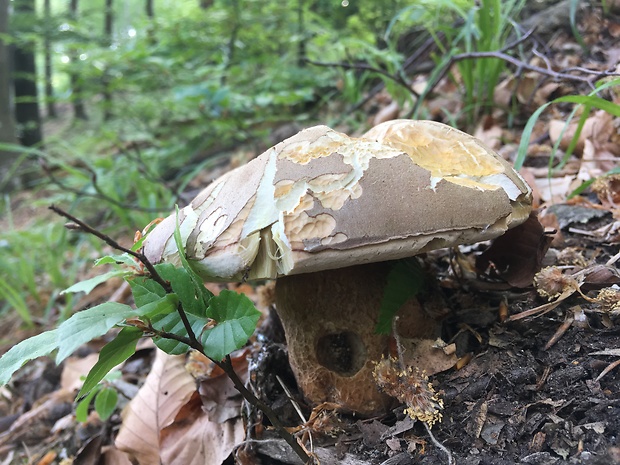 hríb dubový Boletus reticulatus Schaeff.