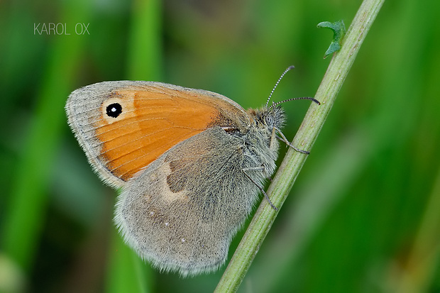 očkáň pohánkový Coenonympha pamphilus