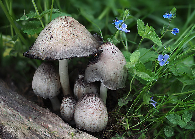 hnojník atramentový Coprinopsis atramentaria (Bull.) Redhead, Vilgalys & Moncalvo