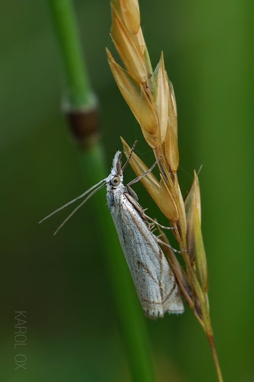 trávovec lúčny Crambus lathoniellus