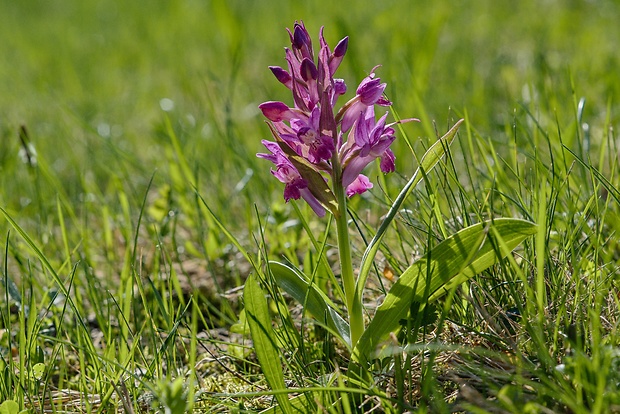 vstavačovec bazový Dactylorhiza sambucina (L.) Soó