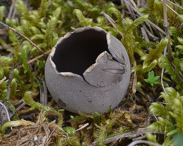 chriapač sosnový Helvella leucomelaena (Pers.) Nannf.