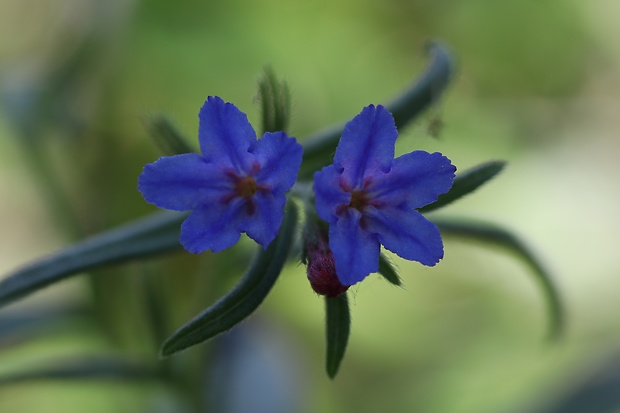 kamienka modropurpurová Lithospermum purpurocaeruleum L.