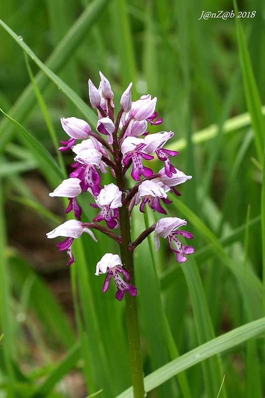 vstavač vojenský Orchis militaris L.