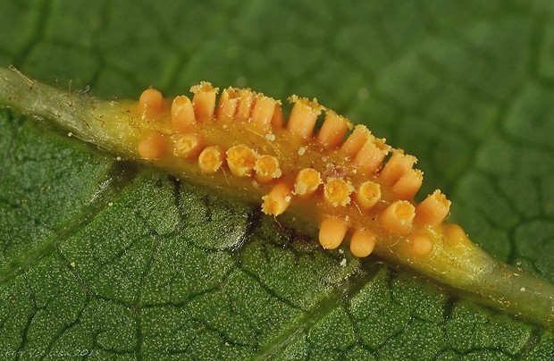 hrdza Puccinia coronata Corda