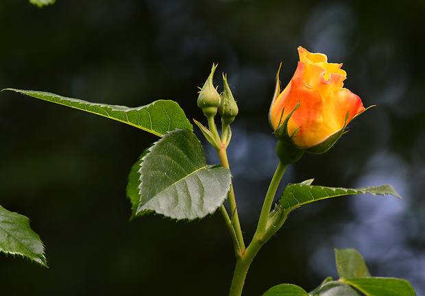 ruža Rosa sp.