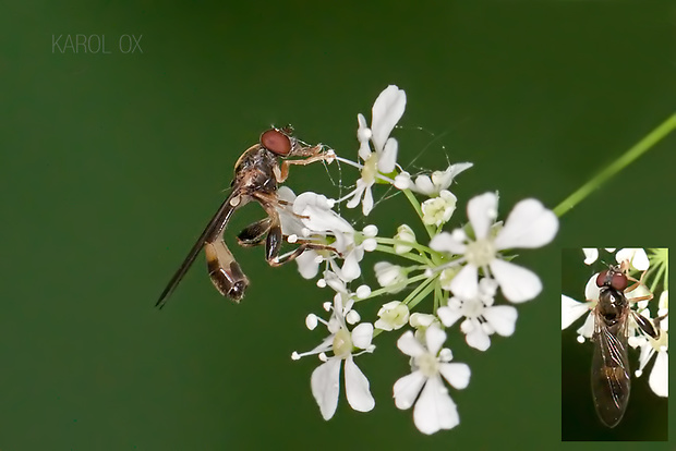 pestrica Sphegina verecunda