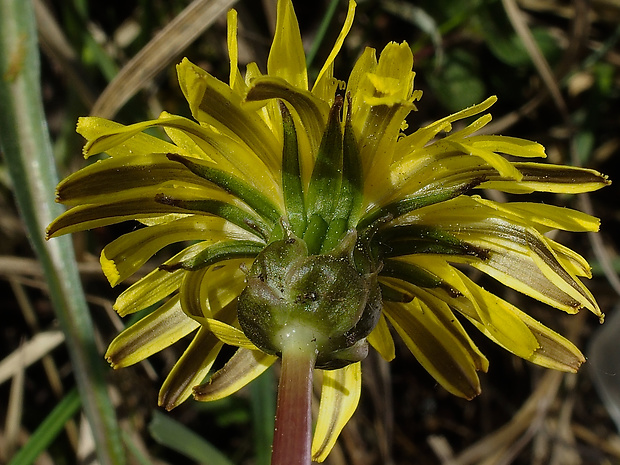 púpava brandenburgská Taraxacum brandenburgicum Hudziok