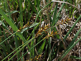 ostrica davallova