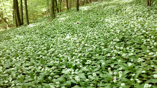 cesnak medvedí Allium ursinum L.