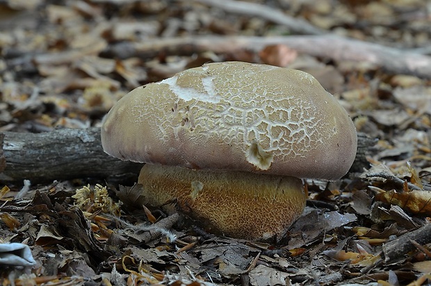 hríb sosnový Boletus pinophilus Pil. et Dermek in Pil.