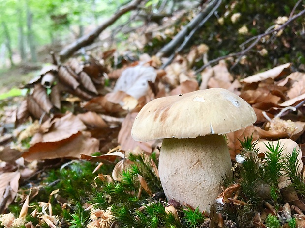 hríb dubový Boletus reticulatus Schaeff.