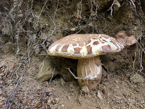 hríb dubový Boletus reticulatus Schaeff.