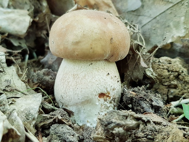 hríb dubový Boletus reticulatus Schaeff.