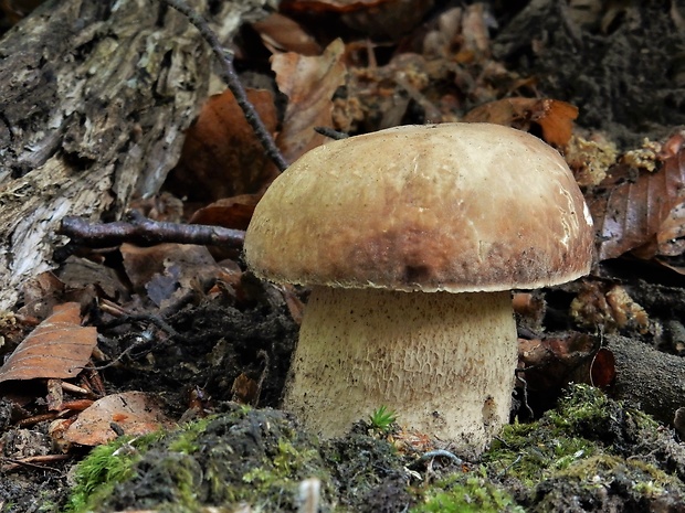 hríb dubový Boletus reticulatus Schaeff.