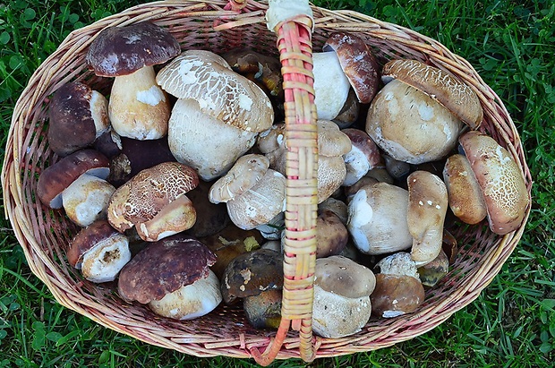 hríb Boletus sp.