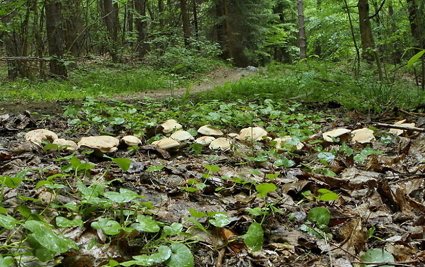 čírovnica májová Calocybe gambosa (Fr.) Donk