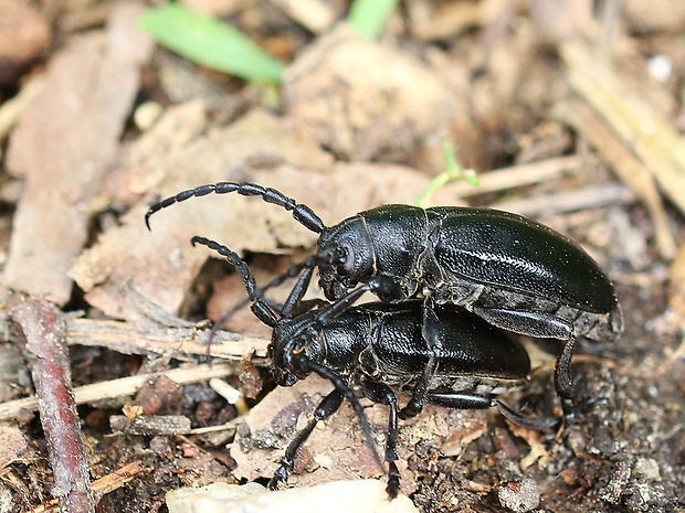 fuzáč čierny Dorcadion aethiops