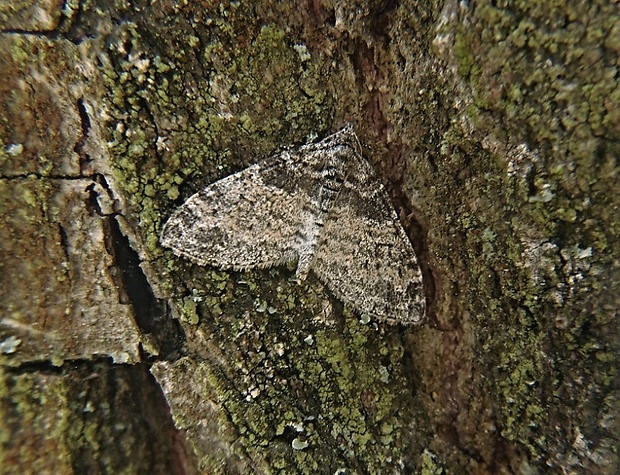 piadivka topoľová / šedokřídlec osikový Lobophora halterata Hufnagel, 1767