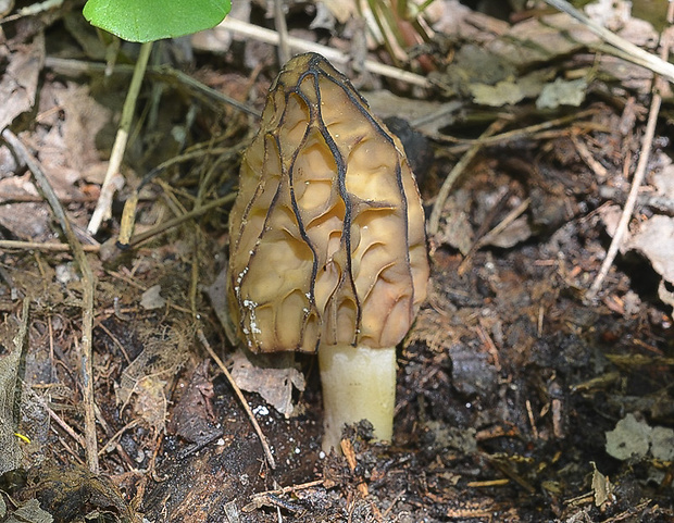 smrčok hybridný Morchella semilibera DC.