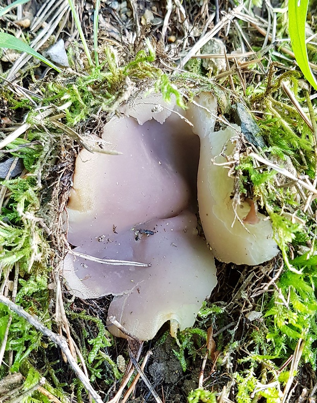 tulipánovka fialová Sarcosphaera coronaria (Jacq.) J. Schröt.