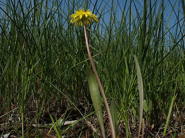 púpava brandenburgská Taraxacum brandenburgicum Hudziok