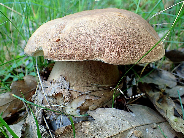 hríb dubový Boletus reticulatus Schaeff.