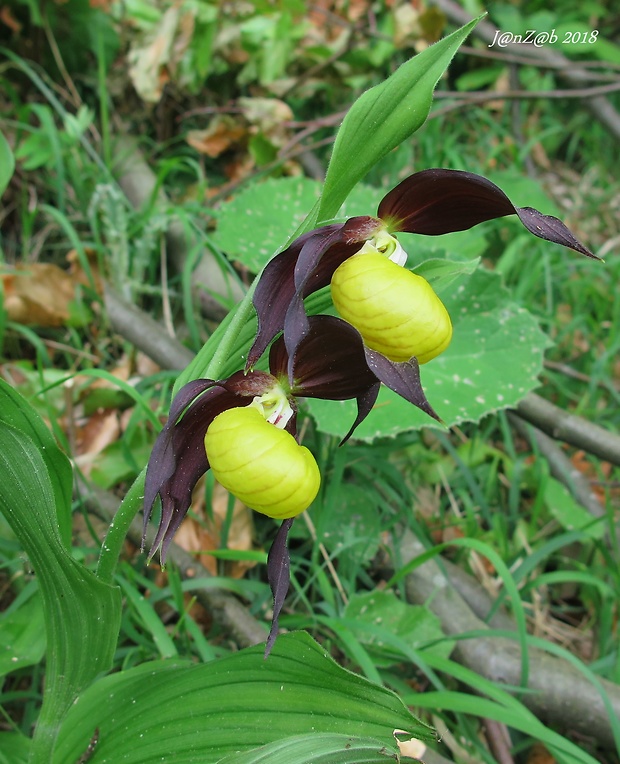 črievičník papučkový Cypripedium calceolus L.