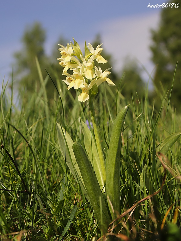 vstavačovec bazový Dactylorhiza sambucina (L.) Soó