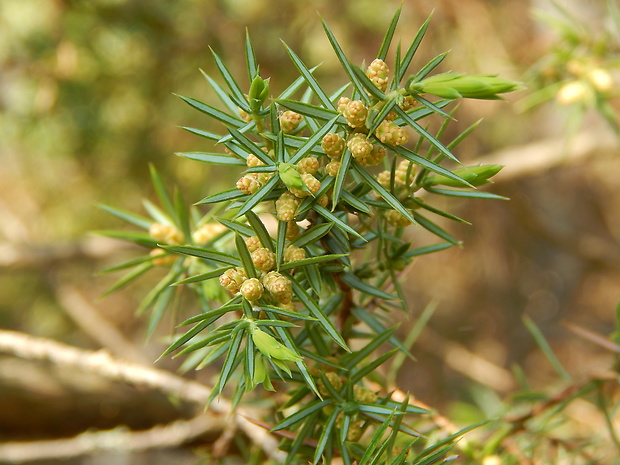 borievka obyčajná Juniperus communis L.