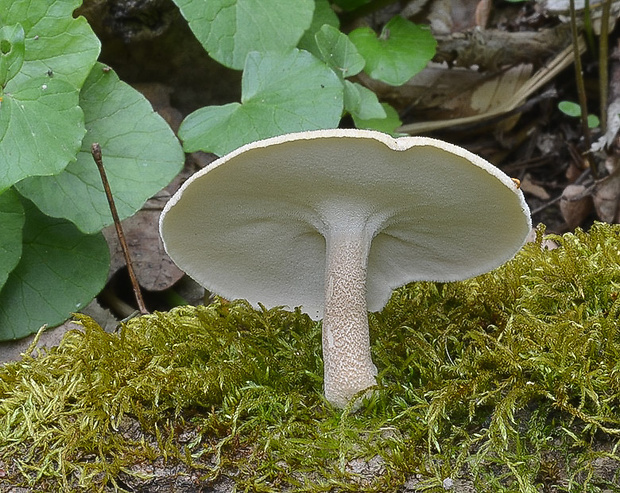 trúdnik strapkatý Lentinus substrictus (Bolton) Zmitr. & Kovalenko