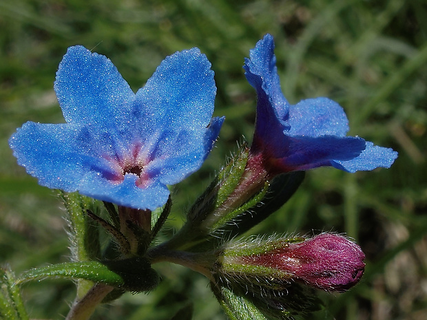 kamienka modropurpurová Lithospermum purpurocaeruleum L.