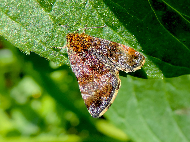 sivkavec rožcový / blýskavka rožcová Panemeria tenebrata Scopoli, 1763