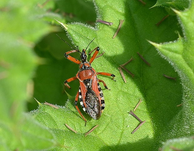 zákernica červená Rhynocoris iracundus