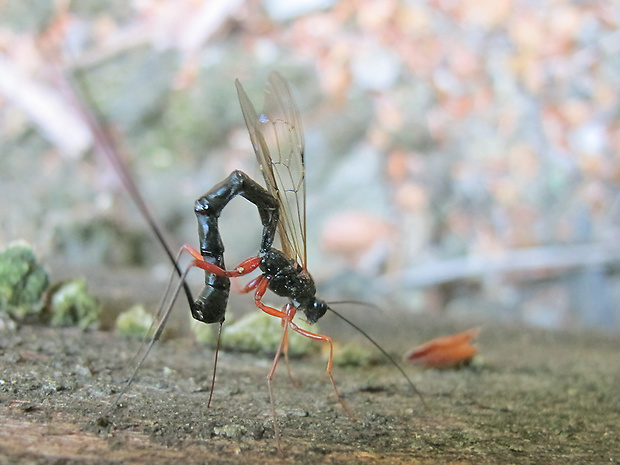 lumok Rhyssella approximator ???