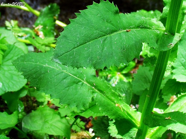 popolavec kučeravý Tephroseris crispa (Jacq.) Rchb.