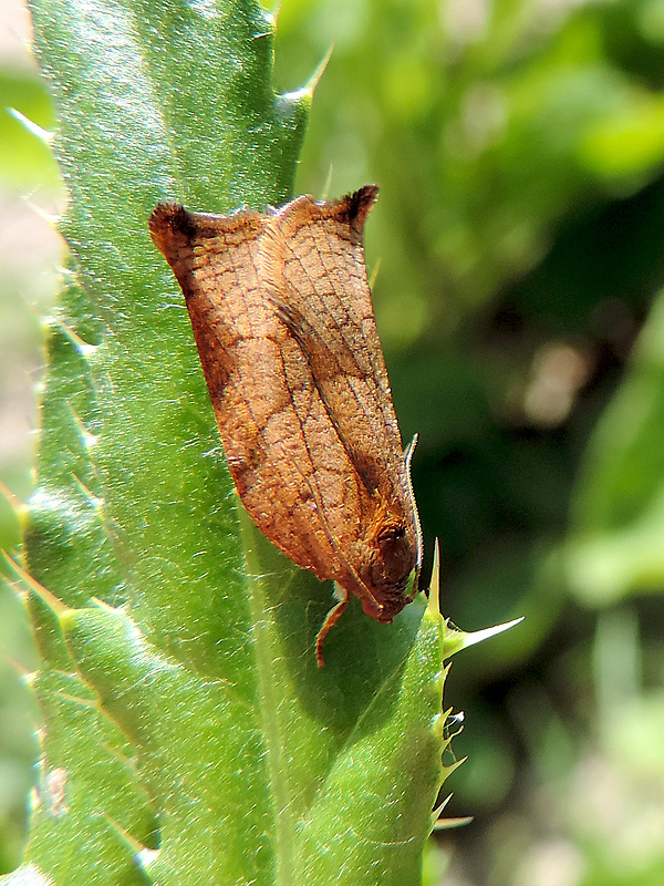 obaľovač sadový / obaleč zahradní ♀ Archips podana  Scopoli, 1763