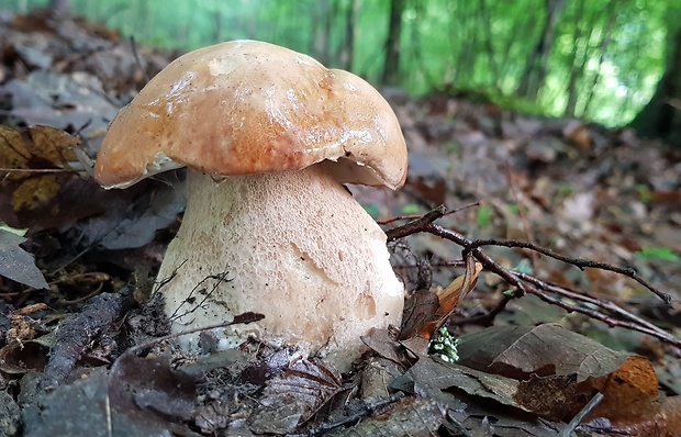 hríb dubový Boletus reticulatus Schaeff.