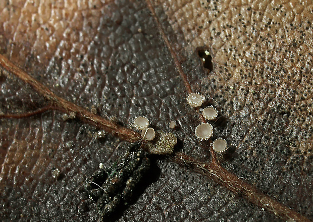 lachnetka nahnedlá Brunnipila fuscescens (Pers.) Baral