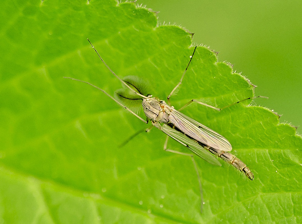 pakomár pernatý Chironomus plumosus