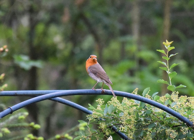 červienka obyčajná -slávik červienka Erithacus rubecula