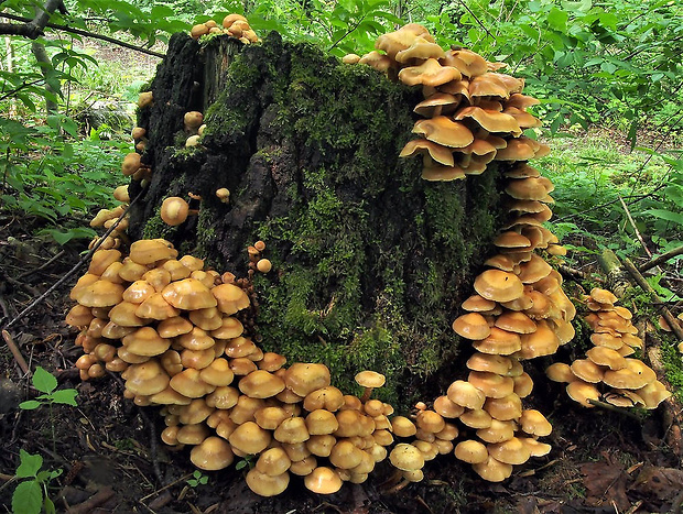 šupinačka menlivá Kuehneromyces mutabilis (Schaeff.) Singer & A.H. Sm.