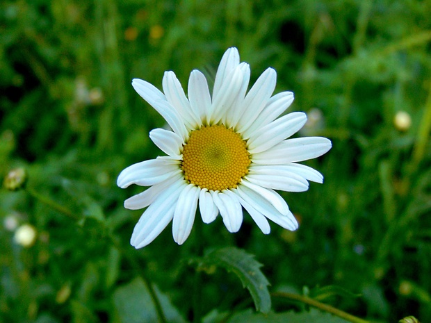 margaréta Leucanthemum sp