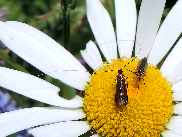 adéla chrastavcová  Nemophora metallica Poda, 1761